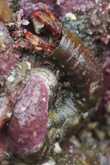 Discorsopagurus schmitti