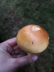 Cortinarius triumphans