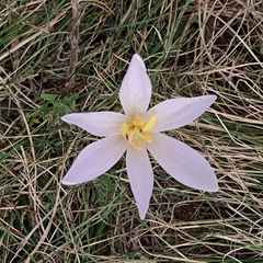 Colchicum autumnale
