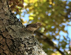 Gymnoris superciliaris