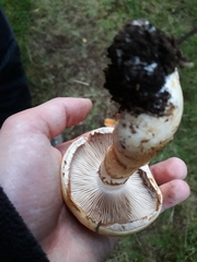 Cortinarius triumphans