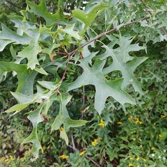 Quercus palustris