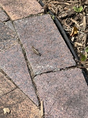 Melanoplus bivittatus