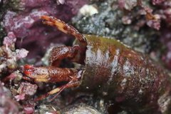 Discorsopagurus schmitti