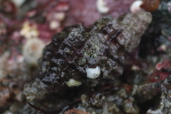 Paciocinebrina interfossa