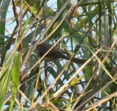 Prinia subflava
