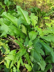 Symphytum officinale