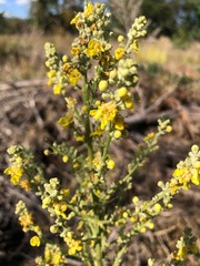 Verbascum lychnitis