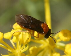 Sterictiphora angelicae