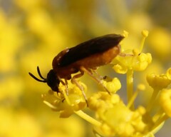 Sterictiphora angelicae