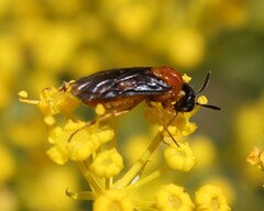 Sterictiphora angelicae
