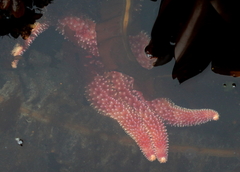 Orthasterias koehleri