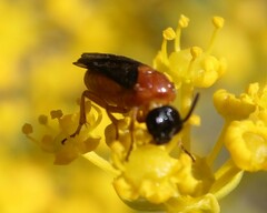 Sterictiphora angelicae