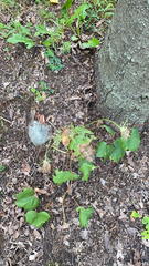 Menispermum canadense