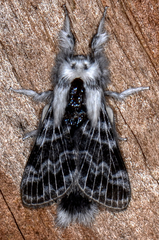 Tolype velleda