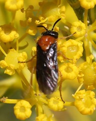 Sterictiphora angelicae