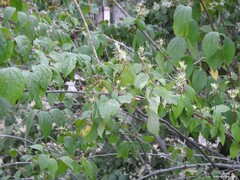 Philadelphus coronarius