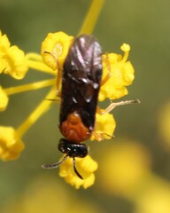 Sterictiphora angelicae