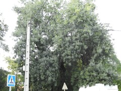 Fraxinus angustifolia