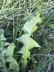 Taraxacum