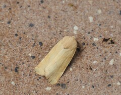 Noctua fimbriata