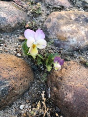 Viola tricolor