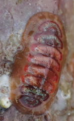 Dendrochiton flectens