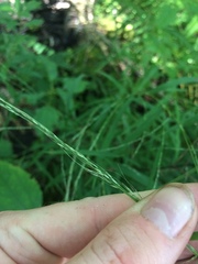 Muhlenbergia sylvatica