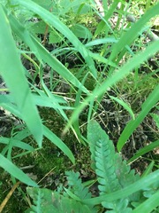 Muhlenbergia sylvatica