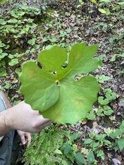 Sanguinaria canadensis