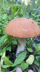 Leccinum aurantiacum