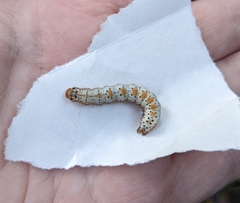 Pyrrhia exprimens