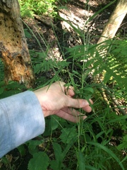 Muhlenbergia sylvatica
