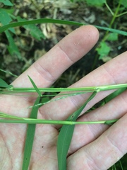Muhlenbergia sylvatica