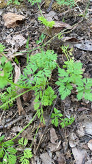 Chaerophyllum tainturieri