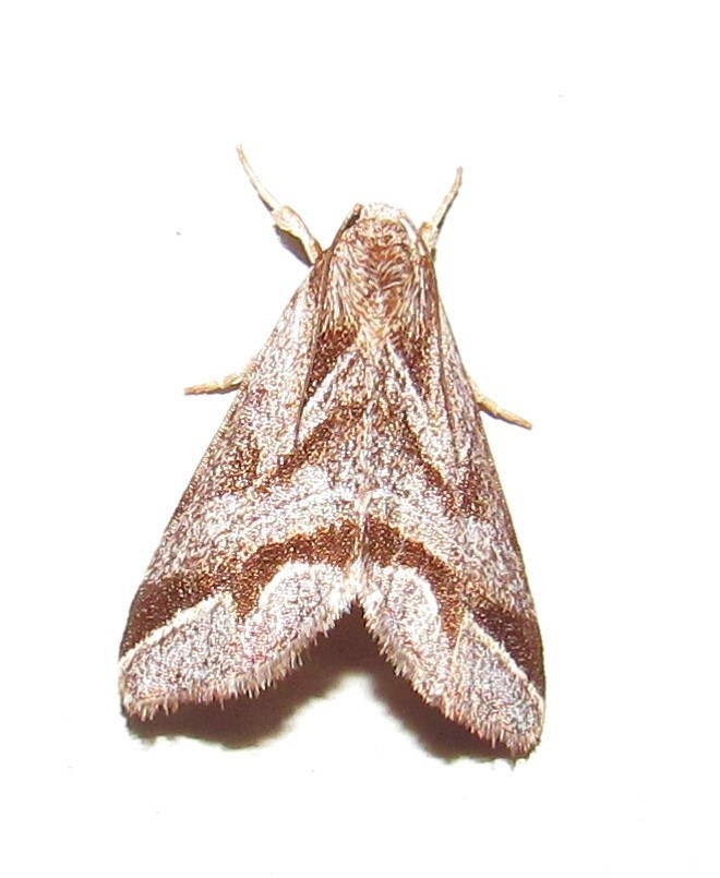 Thraumata petrovna