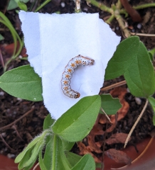Pyrrhia exprimens