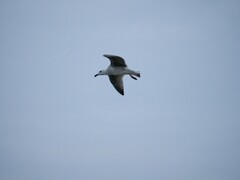 Larus