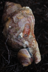 Dendrochiton flectens