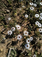 Dimorphotheca pluvialis