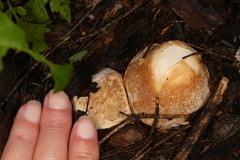 Itajahya galericulata