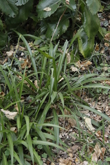 Chlorophytum