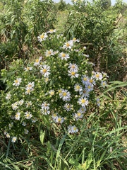 Symphyotrichum firmum