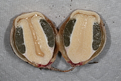 Itajahya galericulata