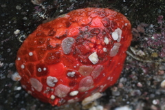 Psolus chitonoides