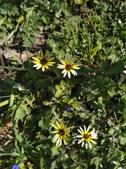 Arctotheca calendula
