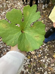 Sanguinaria canadensis