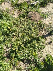 Arctotheca calendula