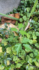 Toxicodendron radicans