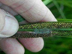 Carex aquatilis